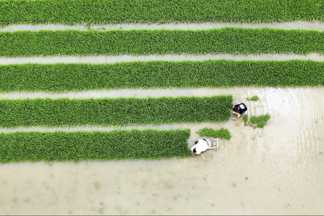 Arable land quality enhanced to boost grain production in Hubei