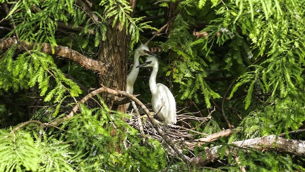 Hangzhou Bay National Wetland Park enters bird breeding season