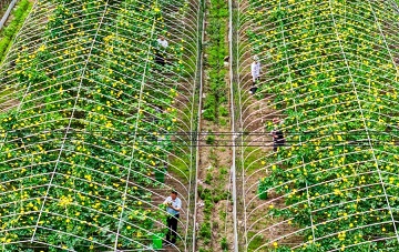 Greenhouse sponge gourds drive rural vitalization in Taizhou