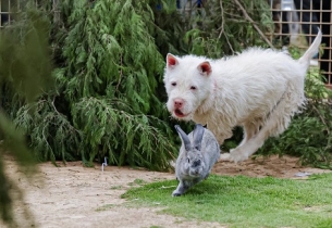 Kingly Xiasi dog becomes online sensation