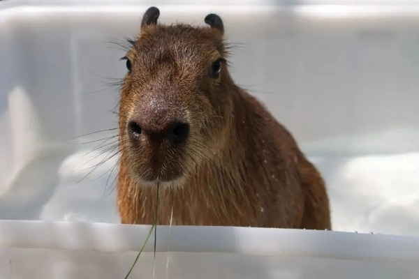 ​Shandong Normal University introduces capybara to ease exam stress