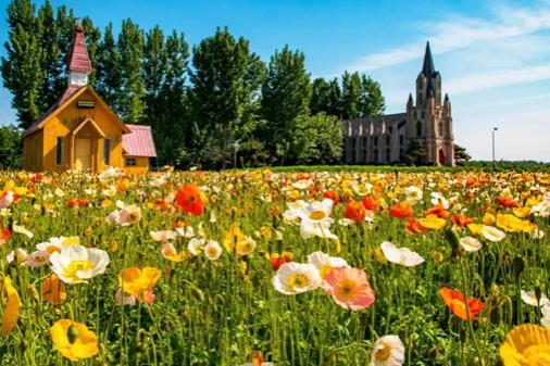 Ziyuan Herb Garden: New chapter in rural vitalization in Jinan