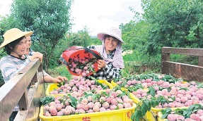 Guilin's Dongchang town blooms with plum picking festival to enrich farmers