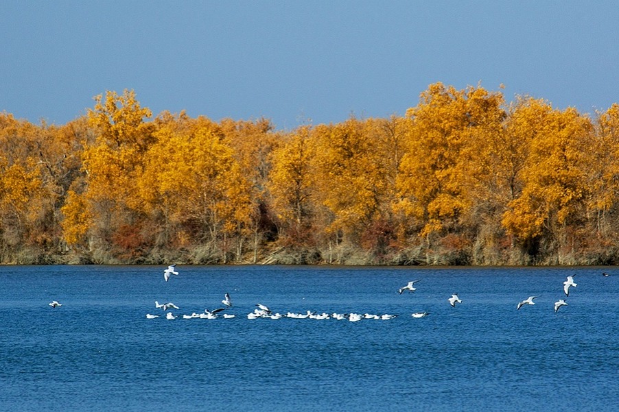 Sand prevention and control transform Xinjiang county