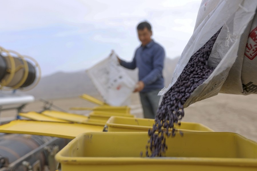 Seed technology drives cotton mechanization in China's Xinjiang