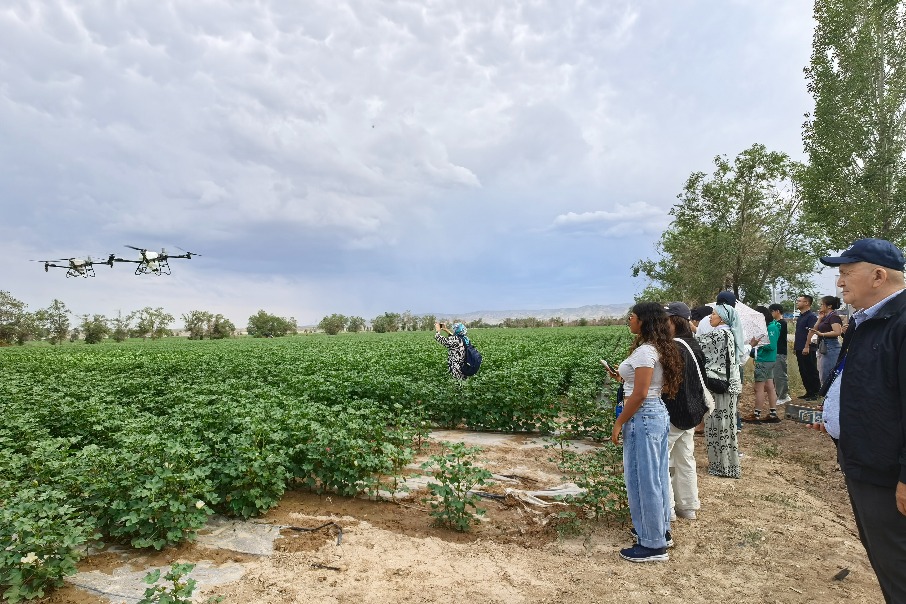 Drones take Xinjiang's cotton farming automation to new heights