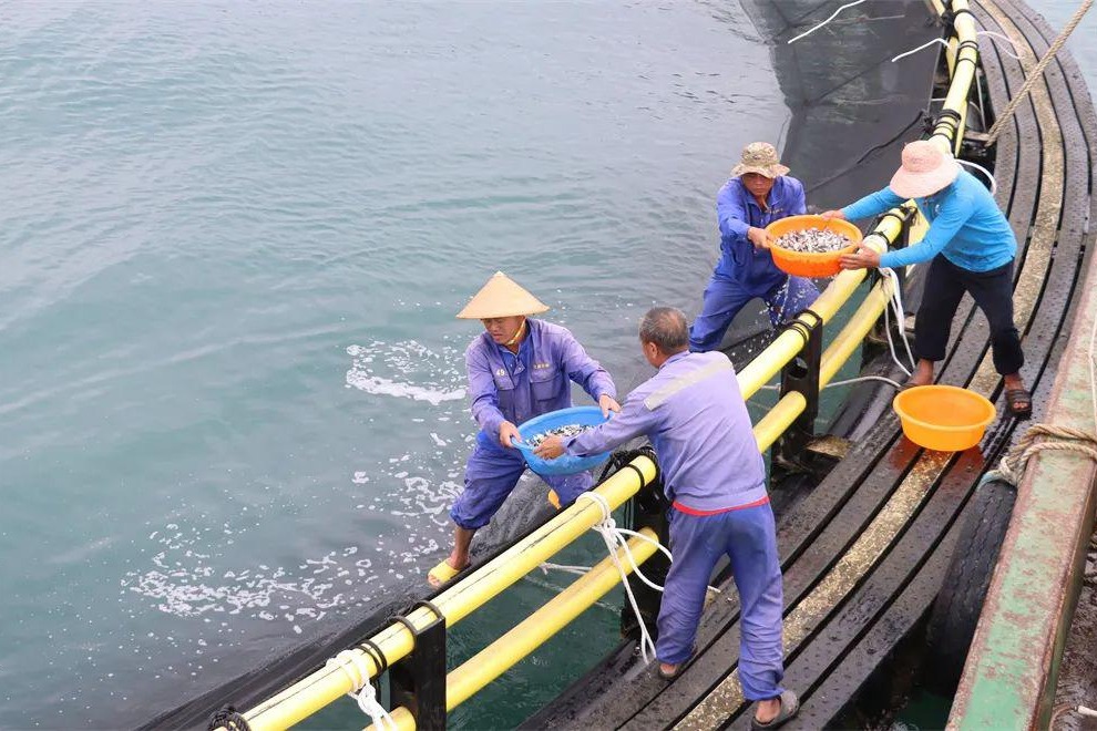 Aquaculture fuels rural jobs and ocean revival in Haiwei town