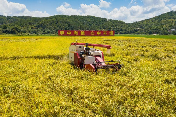Unmanned harvesters boost rice yield in Guangdong