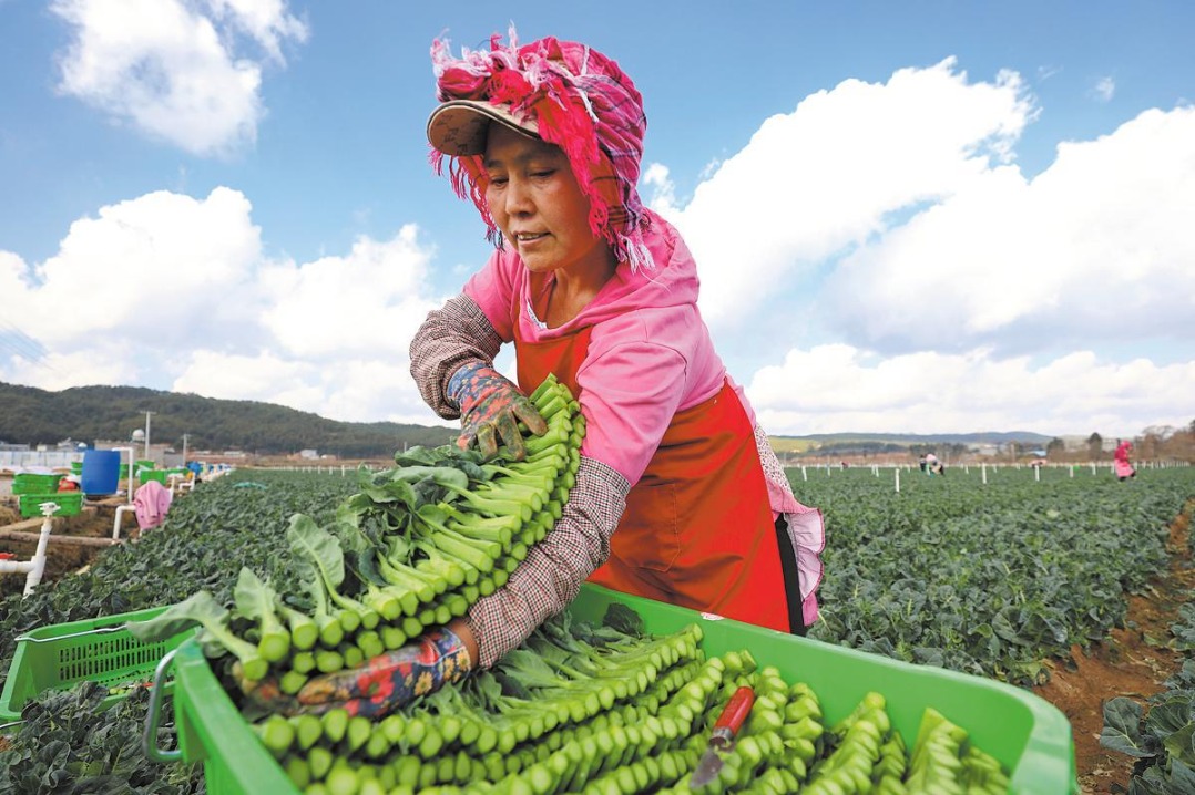 Yunnan sprouting into nation's 'vegetable basket'