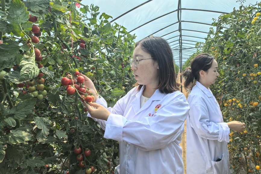 Agricultural breakthroughs bring farmer prosperity in Shaanxi