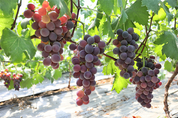 Early-ripening grapes bring sweet success to farmers in Tai'an, Shandong