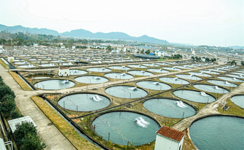 Quzhou's fish farming becomes path to prosperity