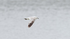 Rare relict gull spotted for first time in Zhoushan