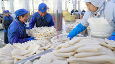 Zhoushan squid processing company sees surge in exports