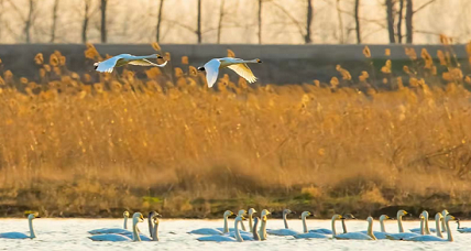 Yangzhou becomes popular among birders
