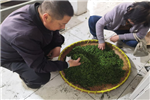 Yangzhou tea maker preserves leaves of legacy