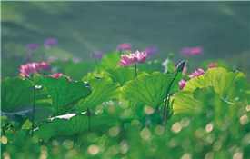 Spots to appreciate lotus blossoms in Yangzhou