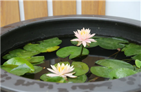 Summer vibes linger at Memorial Hall of Shi Kefa