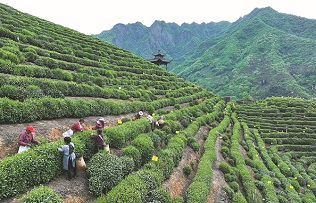 Lipton investing big in nation's supply chain