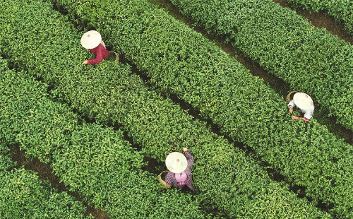 Zhejiang issues guidelines for tea industry