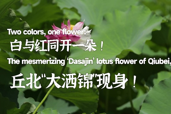 Two colors, one flower: The mesmerizing ‘Dasajin’ lotus flower of Yunnan