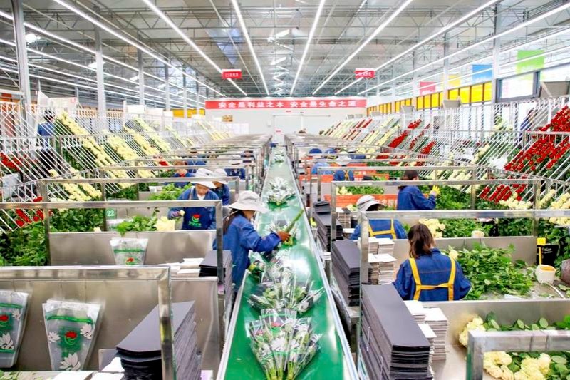 Fresh flowers from inland China hit Central Asian market