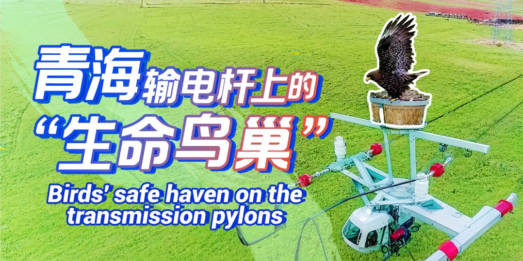 Birds' safe haven on the transmission pylons