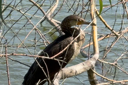 From barren to bird paradise