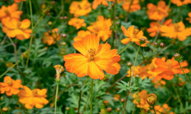 August exclusive: Golden cosmos bloom at Guilin Garden Expo Park
