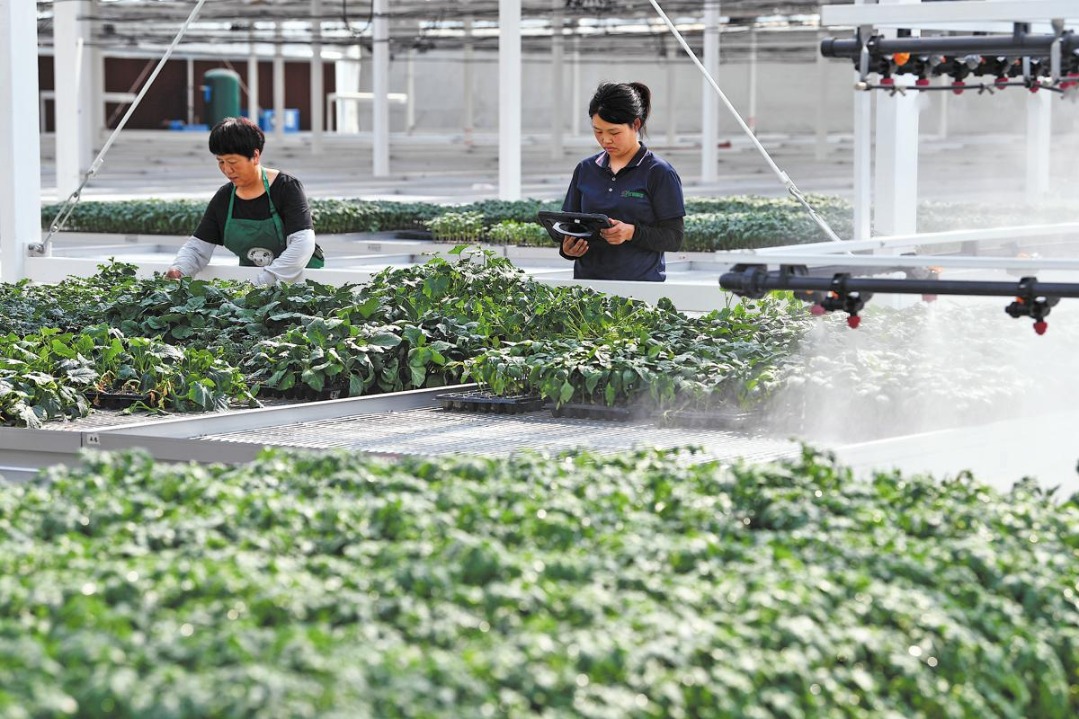 Algorithms help grow seedlings on hot days