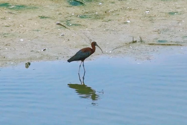 Rare glossy ibis returns to North China wetland after 15-year absence