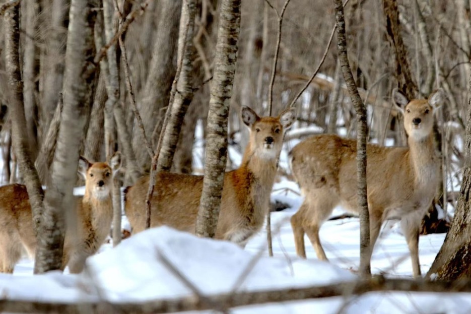 National parks bolster wildlife populations