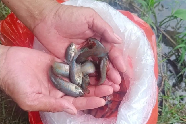 Foshan deploys fish army to reduce mosquito population