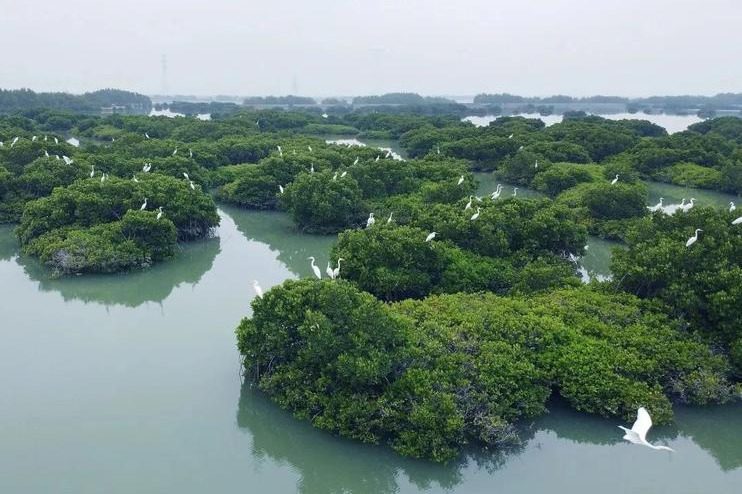 Drones deploy AI to protect mangroves in Guangdong