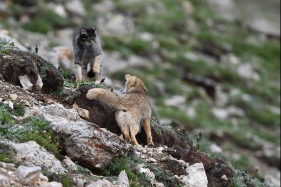 Xizang ramps up plateau ecosystem preservation