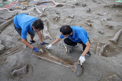 Asia's longest tyrannosaur femur fossil found in Shandong