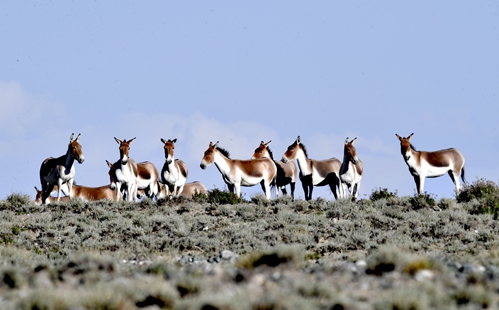 Meet the kiang: Autumn in Gansu's Yanchiwan reserve