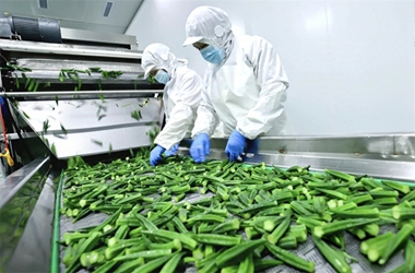 Gansu's flash-frozen veggies race to global markets
