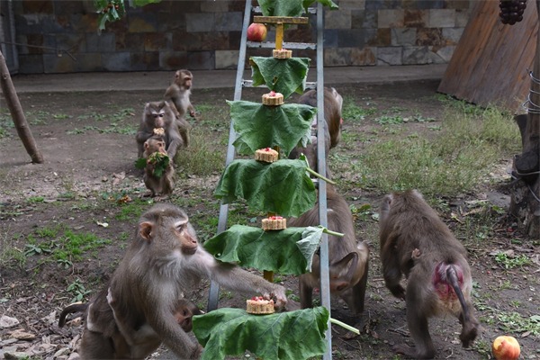 Harbin zoo prepares Mid-Autumn Festival feast for animals