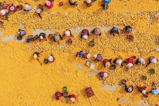 View guides of Shandong's rich autumn bounty