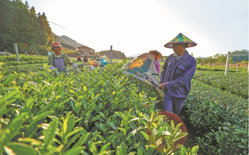 Zhejiang launches push to take tea global
