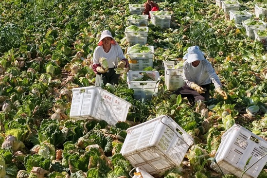 Vegetables enter harvest season in Zhangye, Gansu