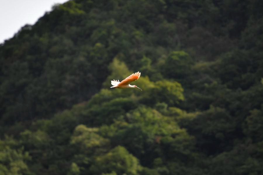 Crested ibis soars again on the back of conservation efforts