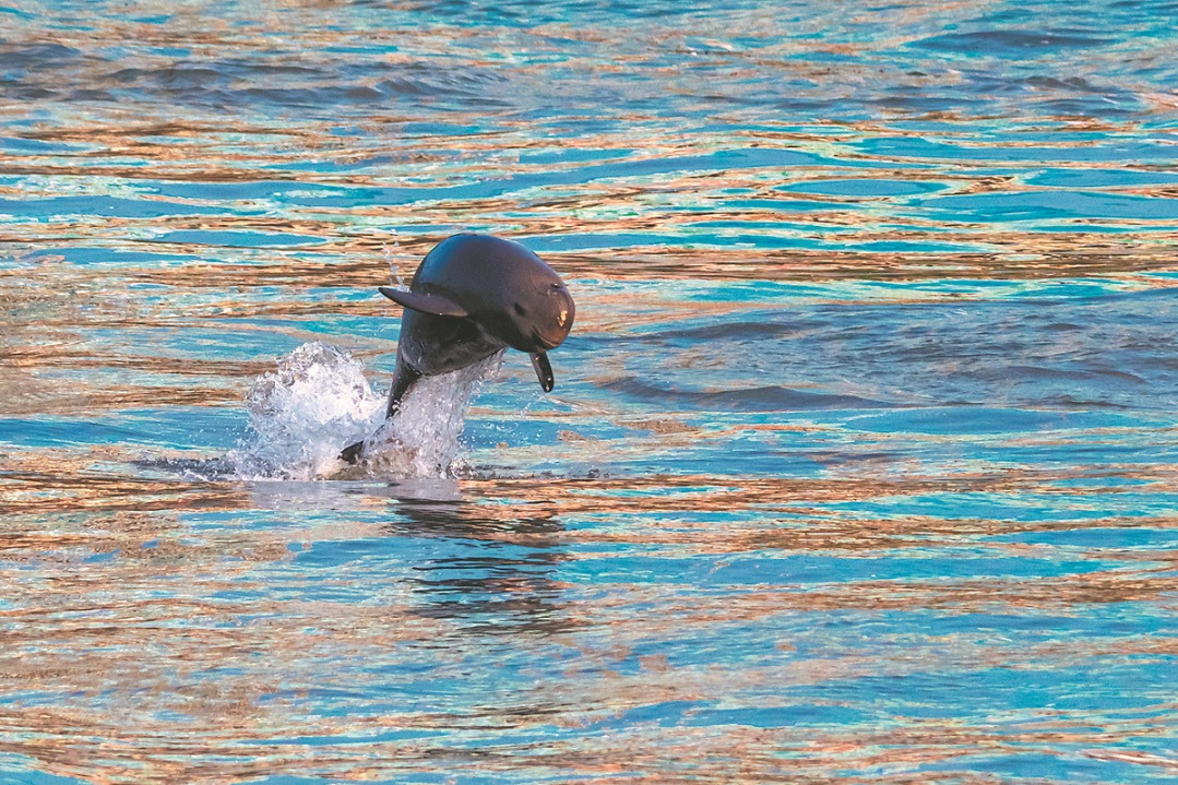 Yangtze porpoise swims back from the brink