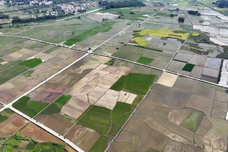 Hunan farmers harvest rice amid egret spectacle