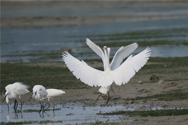 Dongping Egret Park: A serene haven for egrets in Tai'an