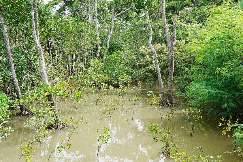 Grassroots efforts drive mangrove conservation in Hainan