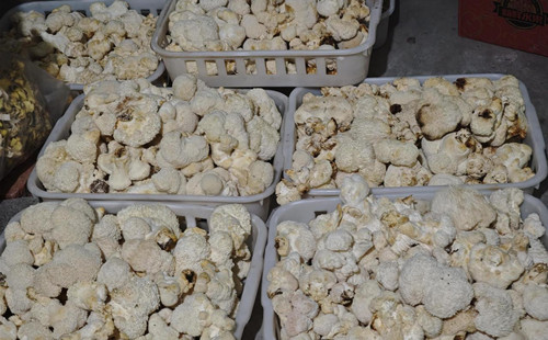 Lion's mane mushroom industry flourishes in Quzhou
