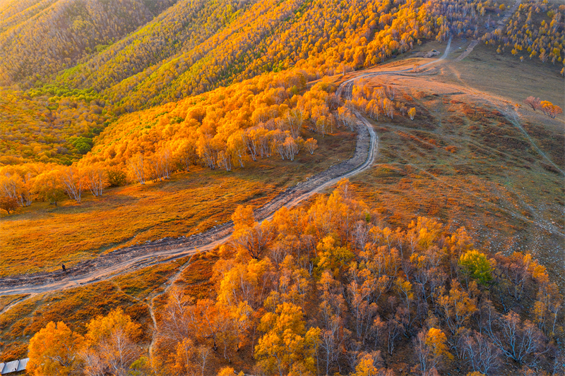 Autumn splendor at Inner Mongolia's Huanggangliang