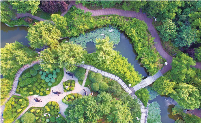 Tai'an's green revolution: Where ancient trees meet modern ecology